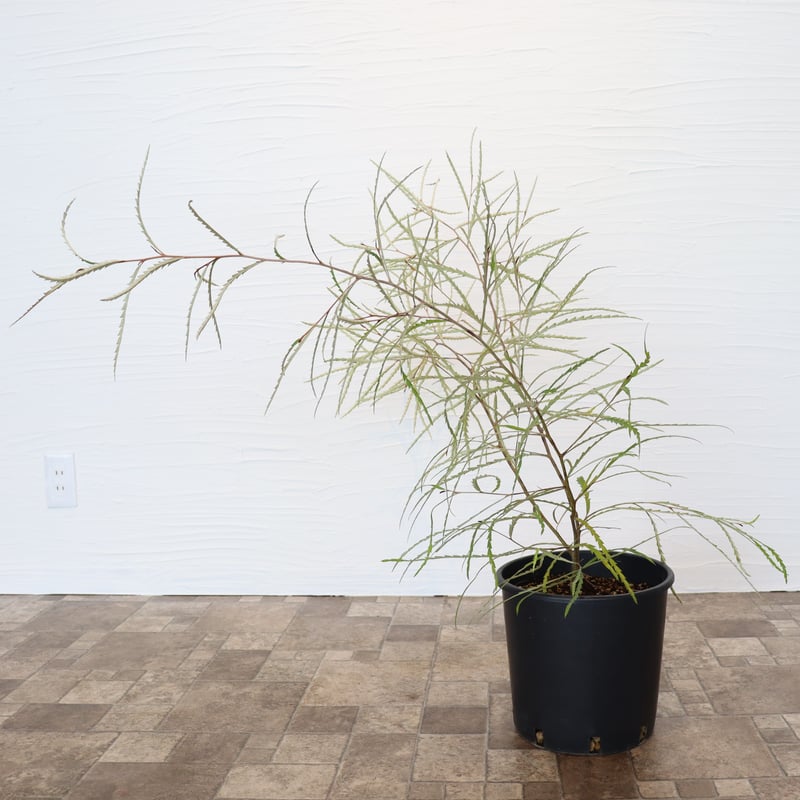 グレビレア ロンギフォリア | To.r 植物店