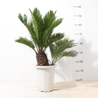ソテツ | To.r 植物店