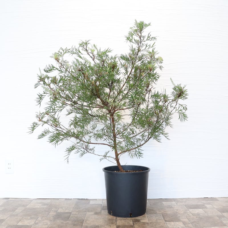 グレビレア　ココナッツアイス　ルートプラスポット入り/ 512 グレビレア ココナッツアイス ルートプラスポット入り/ 512 グレビレア