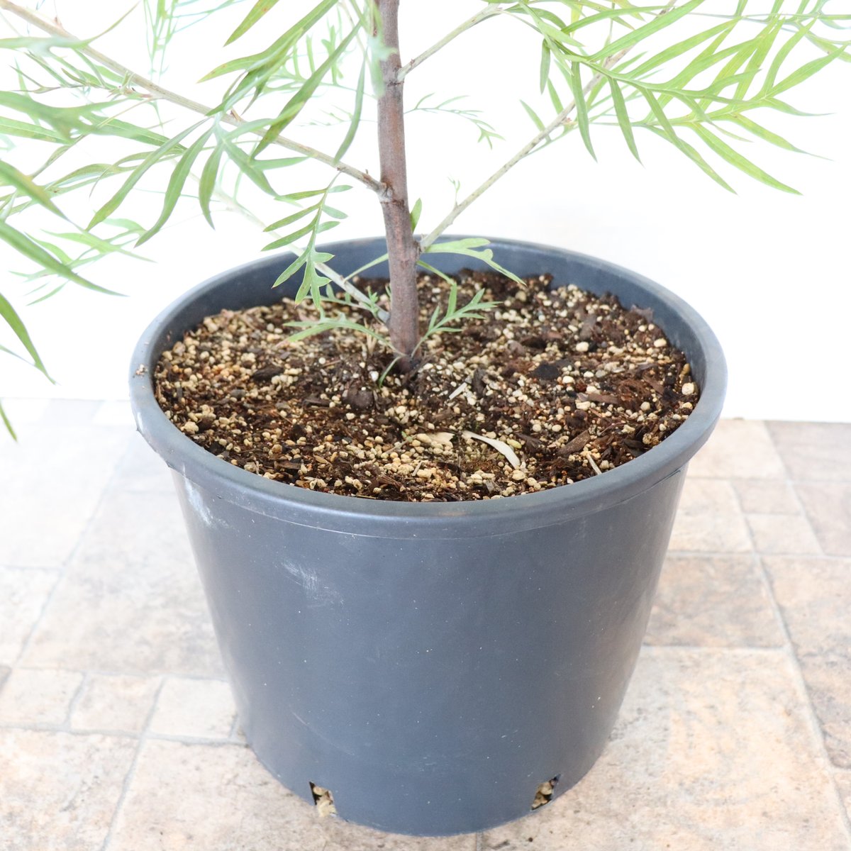 グレビレア ココナッツアイス | To.r 植物店