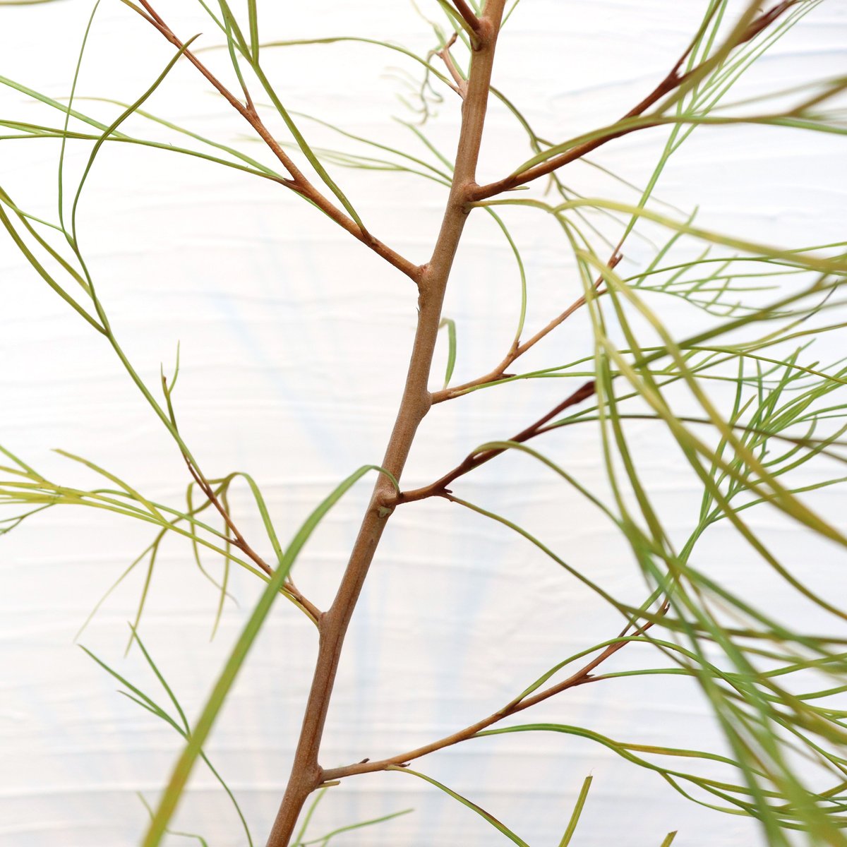 グレビレア ロンギスティーラエレガンス | To.r 植物店