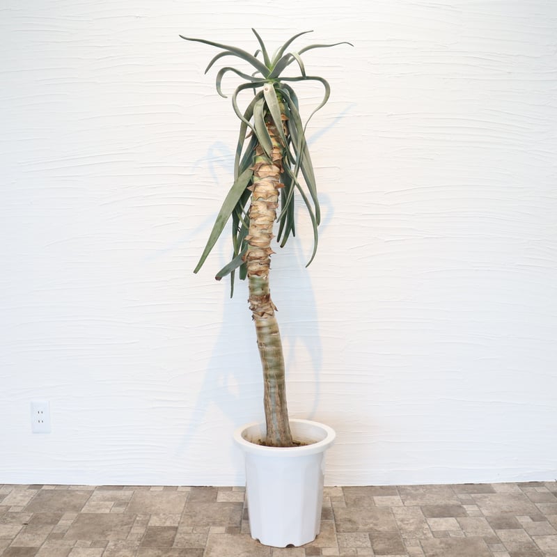 【現品】アロエ・ディコトマ（アロエ・デコトマ）10号　T63番 現品】アロエ・ディコトマ（アロエ・デコトマ）10号 T63番 アロエ