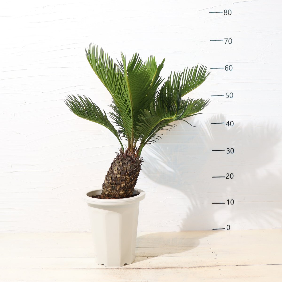 ソテツ | To.r 植物店