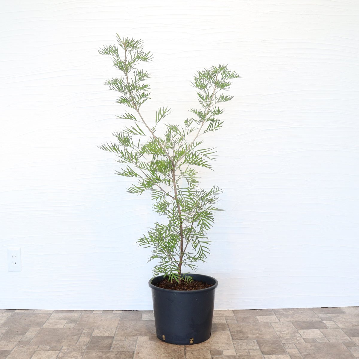 グレビレア ココナッツアイス | To.r 植物店