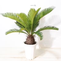 ソテツ | To.r 植物店