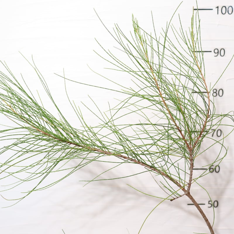 タマモクマオウ | To.r 植物店