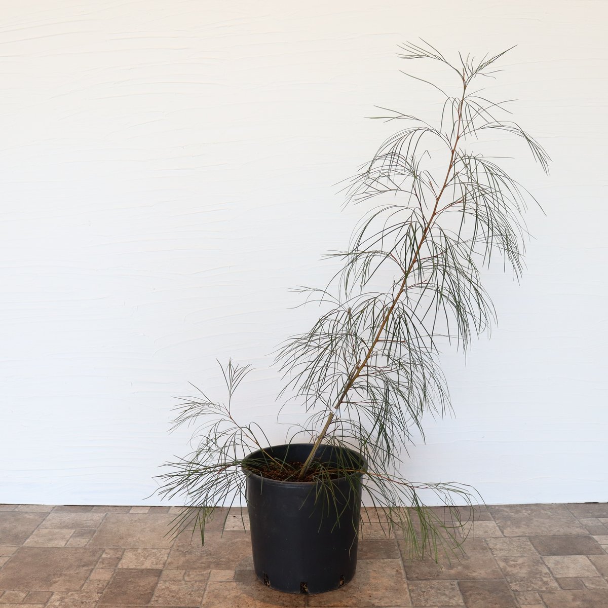 グレビレア ロンギスティーラエレガンス | To.r 植物店
