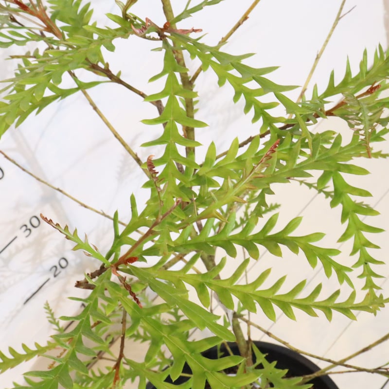 グレビレア アイバンホー | To.r 植物店