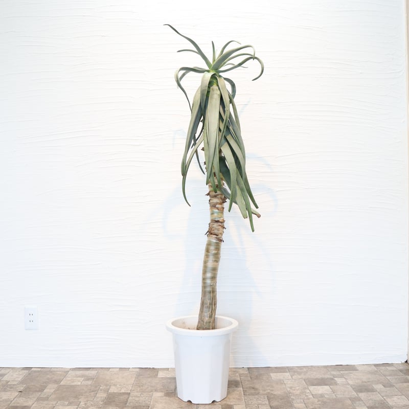 アロエ ディコトマ | To.r 植物店