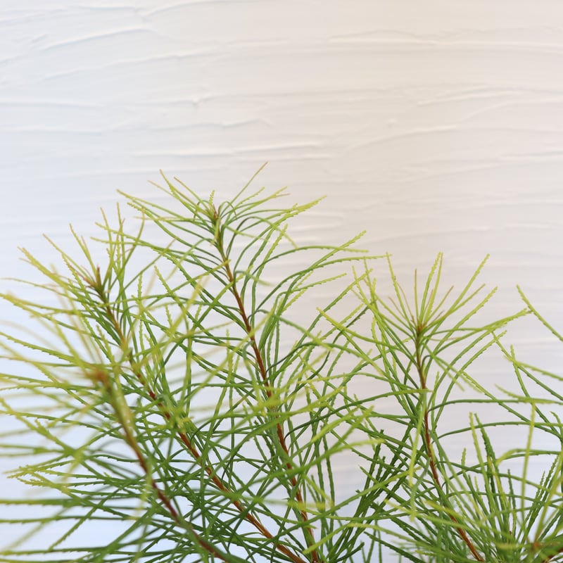 ヘアピン バンクシア | To.r 植物店