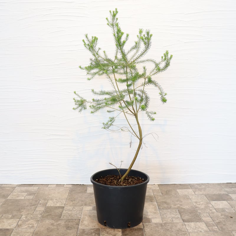 ヒース バンクシア | To.r 植物店