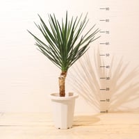 ソテツ | To.r 植物店