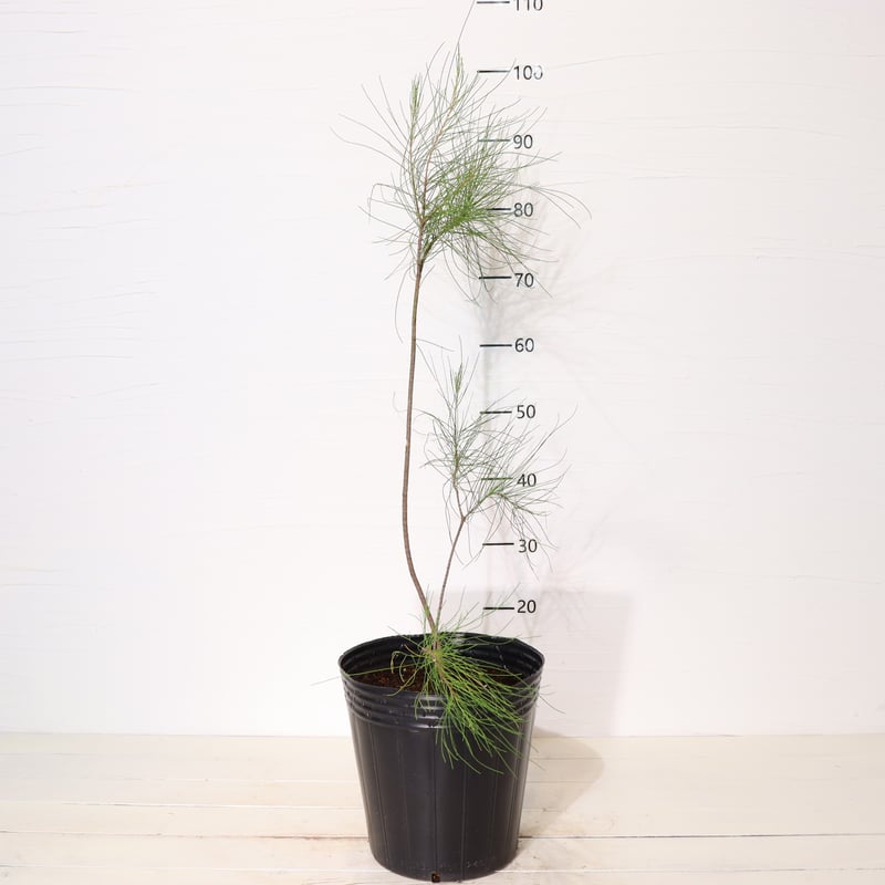 タマモクマオウ | To.r 植物店