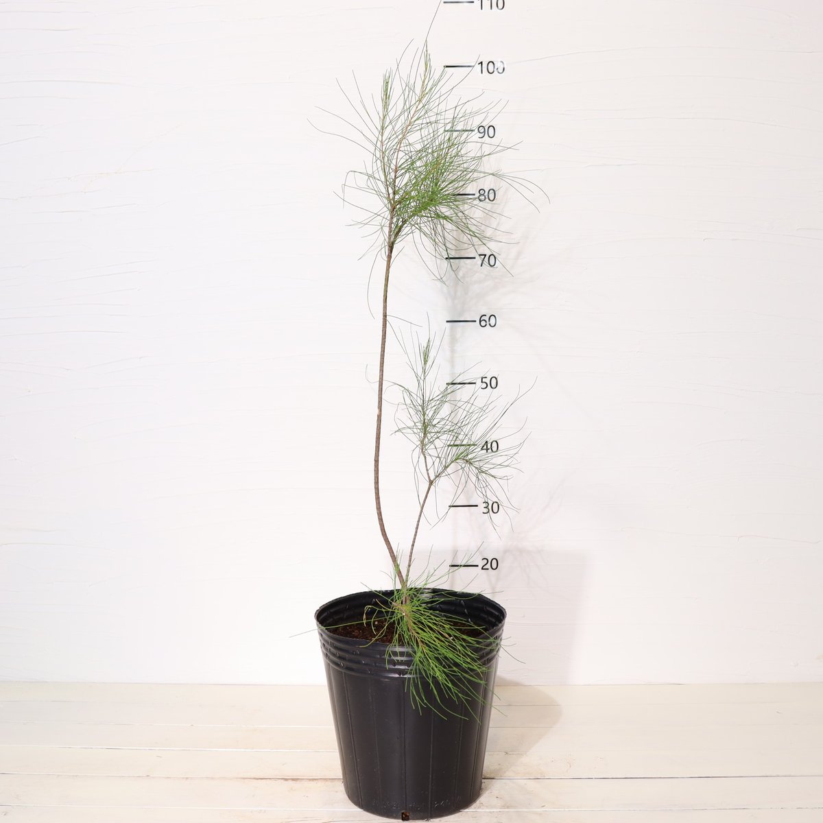 タマモクマオウ | To.r 植物店