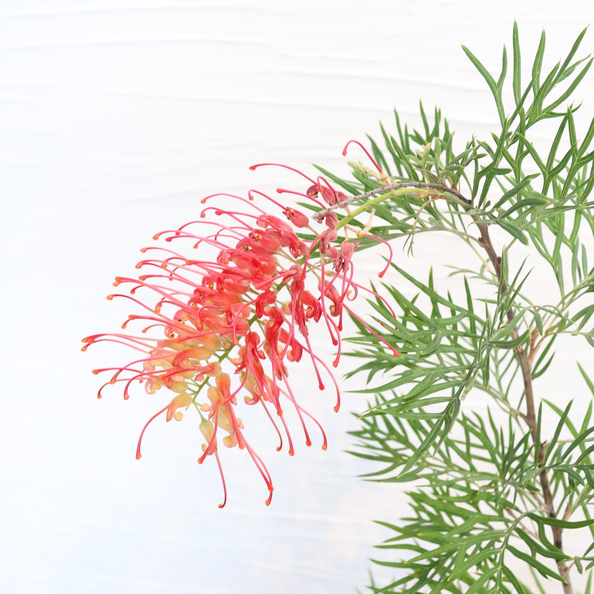 グレビレア ココナッツアイス | To.r 植物店