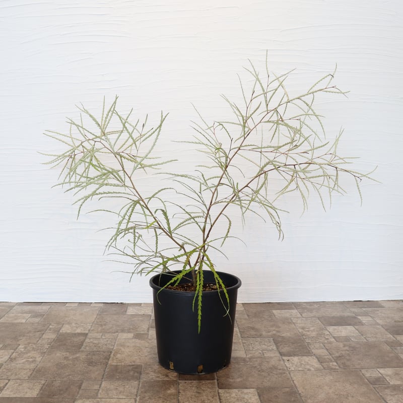 グレビレア ロンギフォリア | To.r 植物店