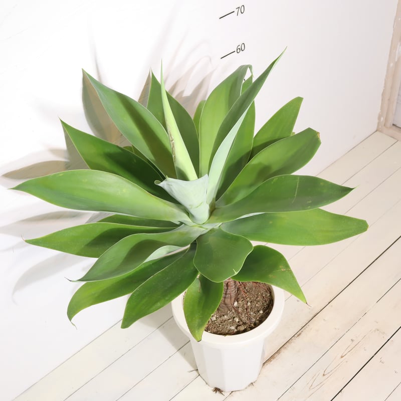 アガベアテナータ | To.r 植物店 