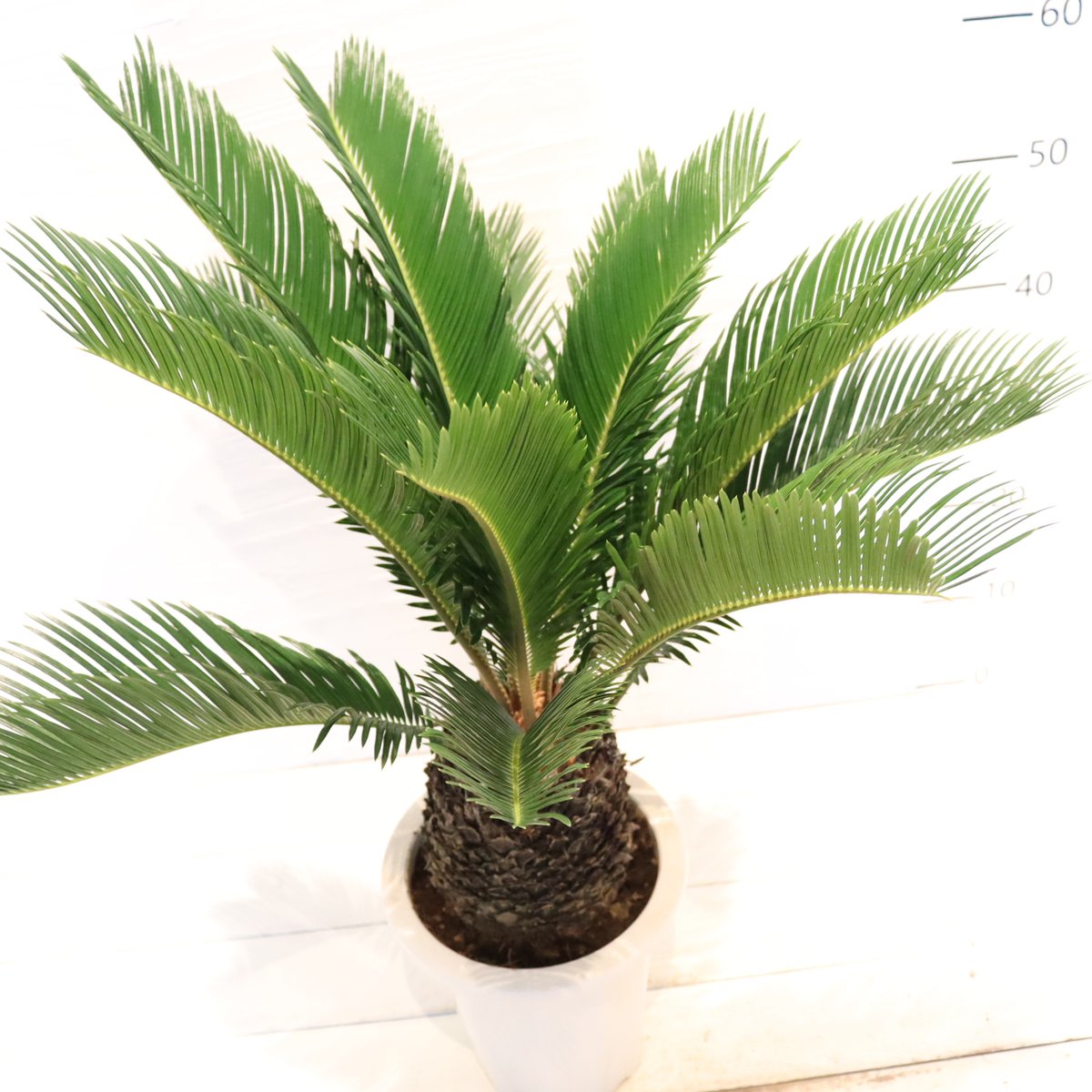ソテツ | To.r 植物店