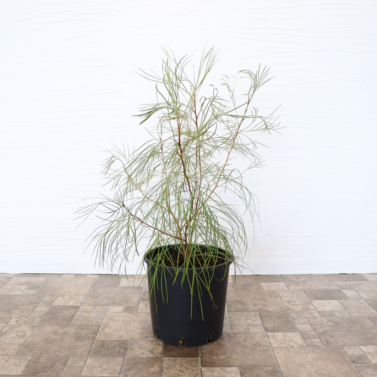 グレビレア ロンギスティーラエレガンス | To.r 植物店