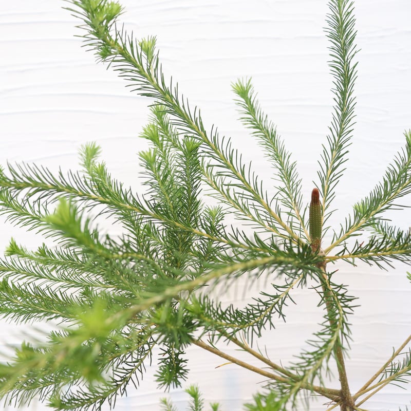 ヒース バンクシア | To.r 植物店