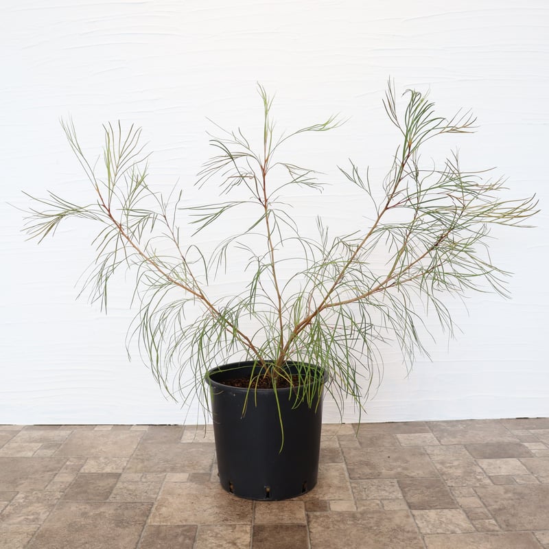 グレビレア ロンギスティーラエレガンス | To.r 植物店