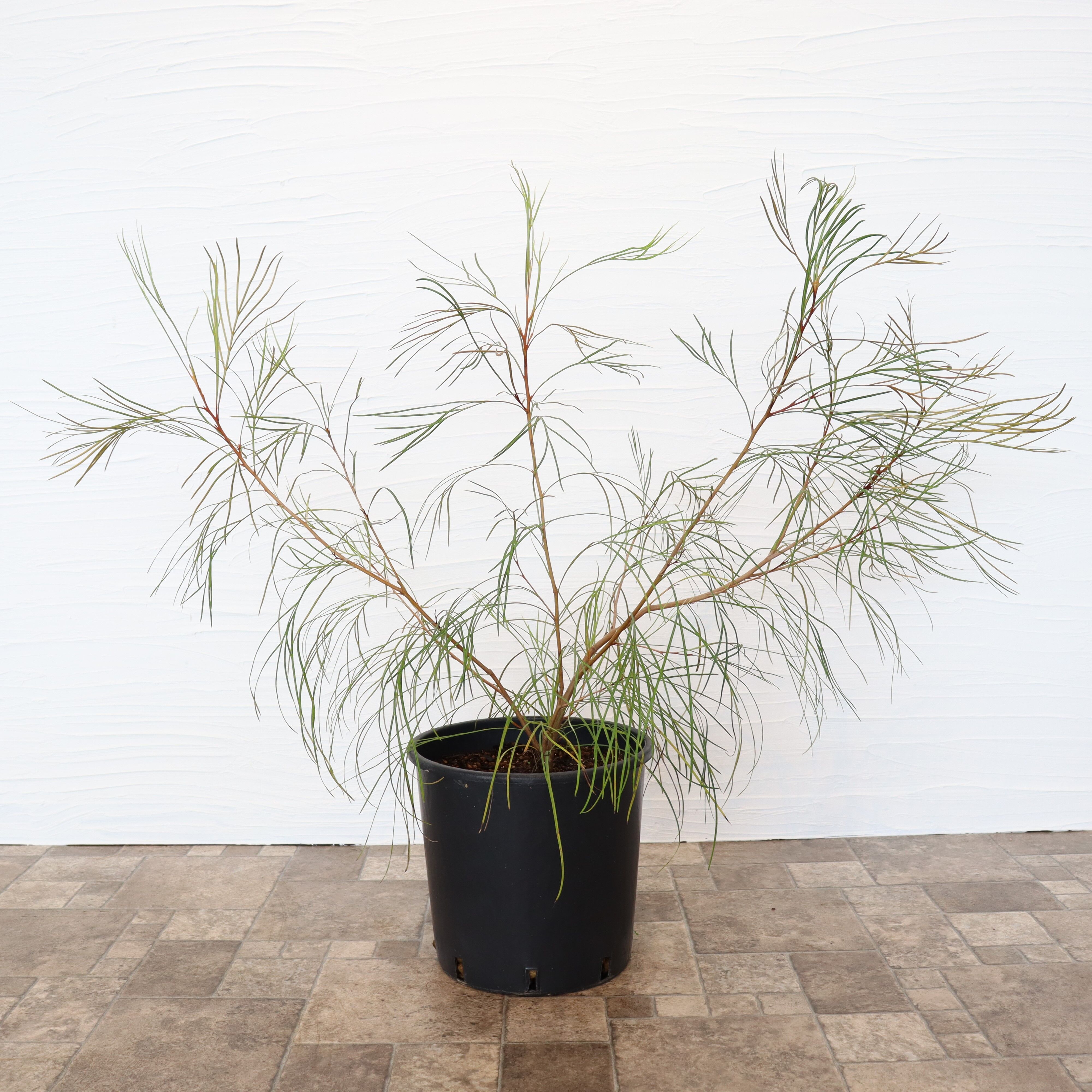 グレビレア ロンギスティーラエレガンス | To.r 植物店