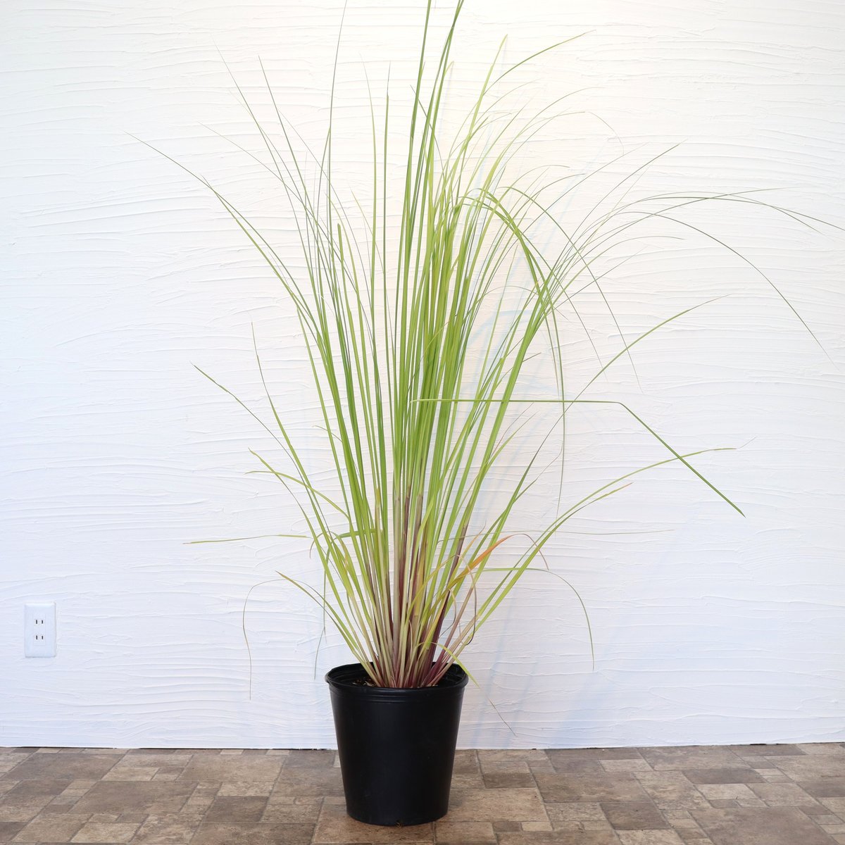 パンパスグラス ピンク | To.r 植物店