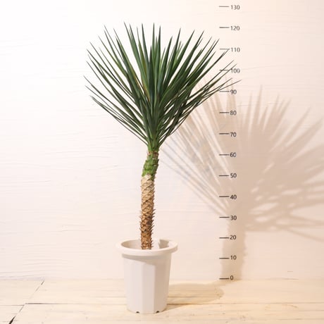 アロイフォリア ユッカ 8寸鉢 | To.r 植物店