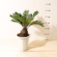 ソテツ | To.r 植物店