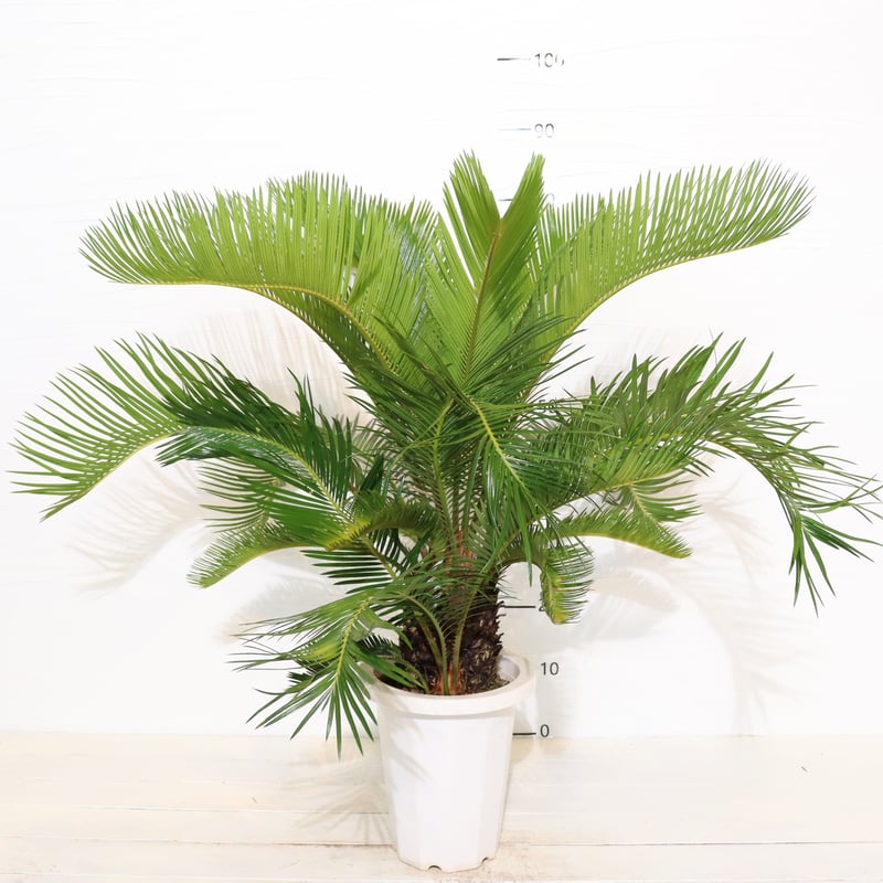 ソテツ | To.r 植物店