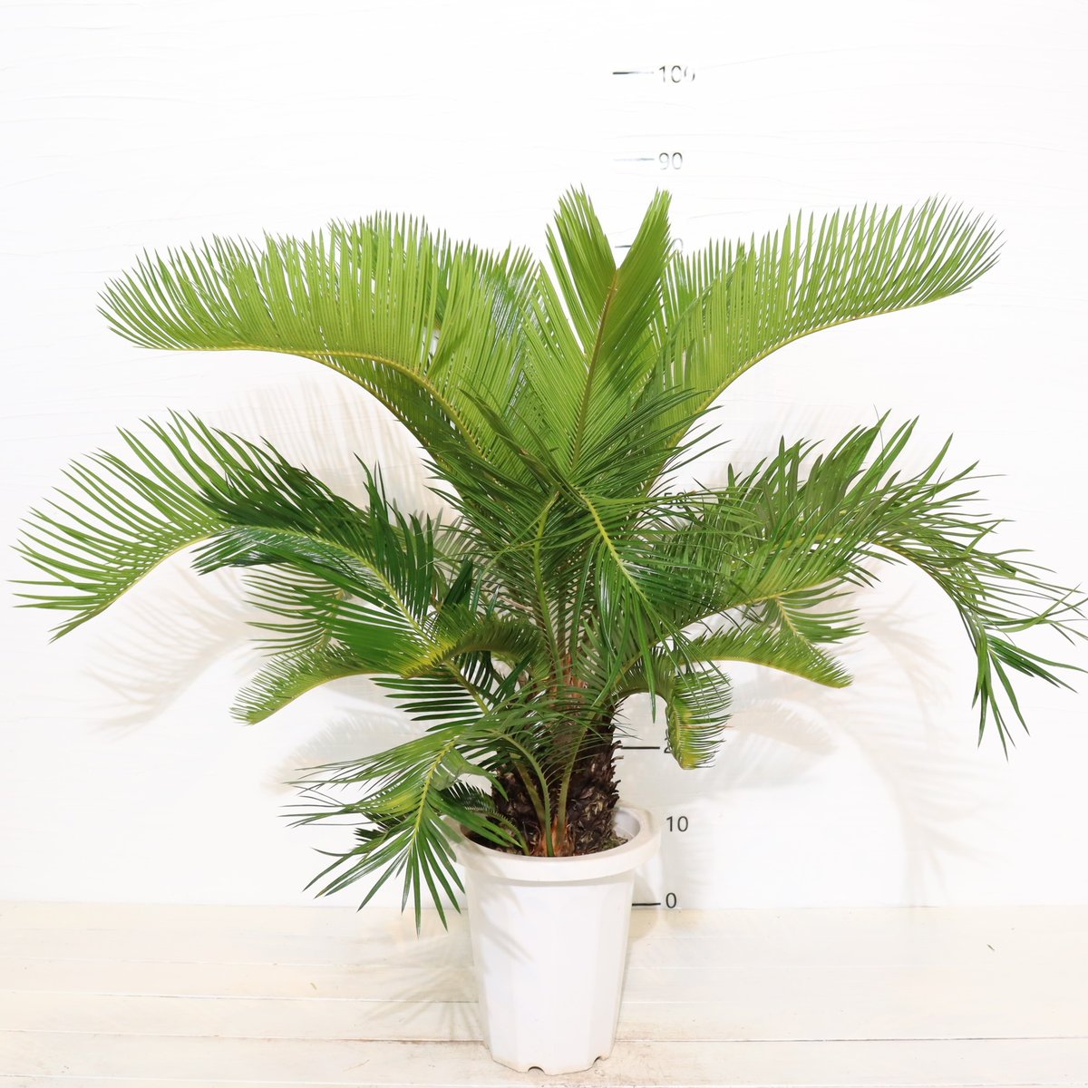 ソテツ　大株 楽天市場】【現品発送】ソテツ（蘇鉄) 10号鉢植え 苗木【AK】118