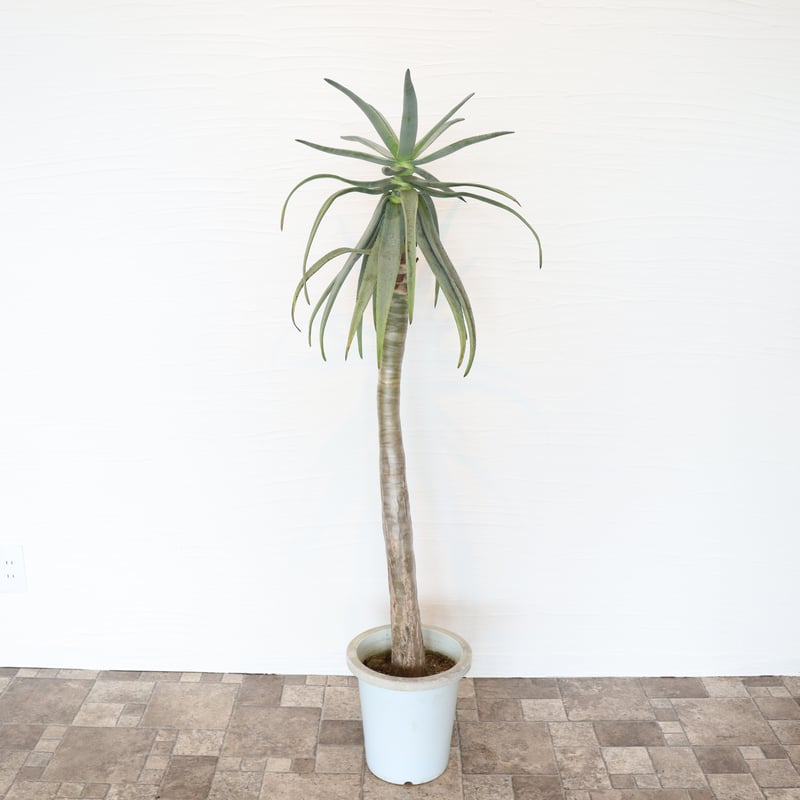 アロエ ディコトマ | To.r 植物店