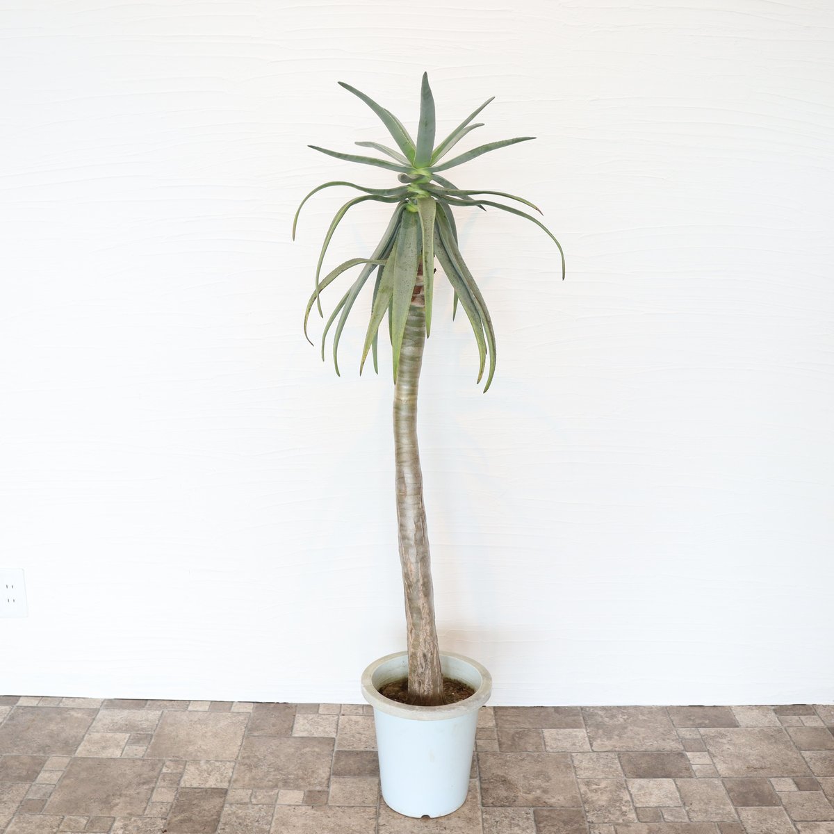 アロエ ディコトマ | To.r 植物店