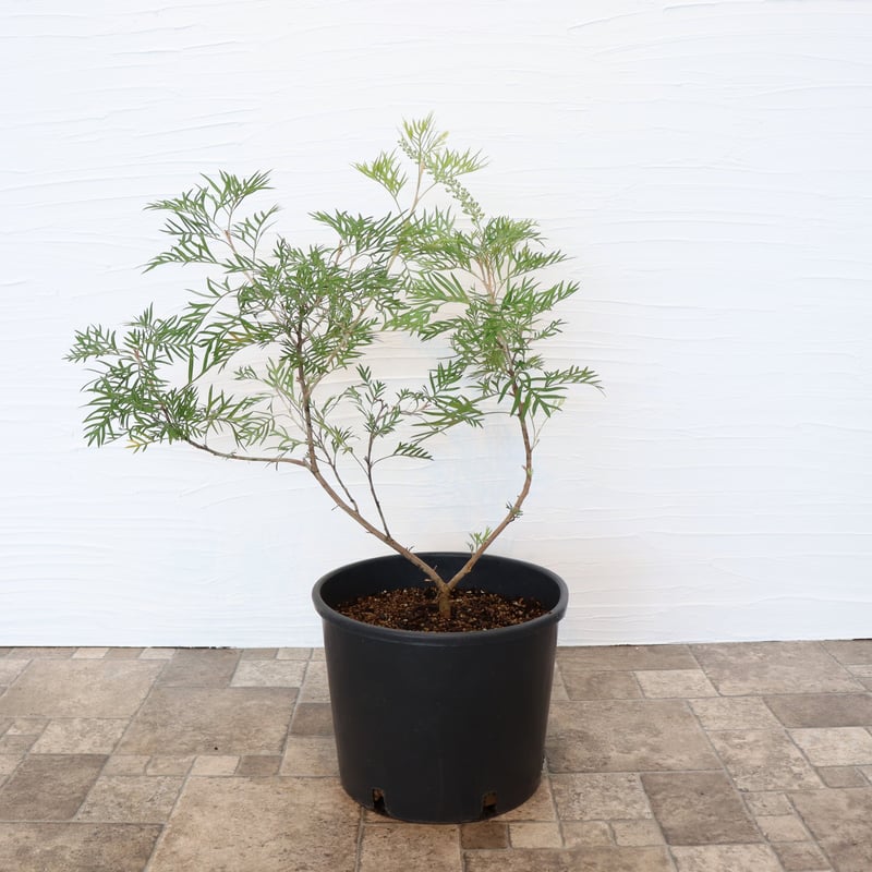 グレビレア ココナッツアイス | To.r 植物店