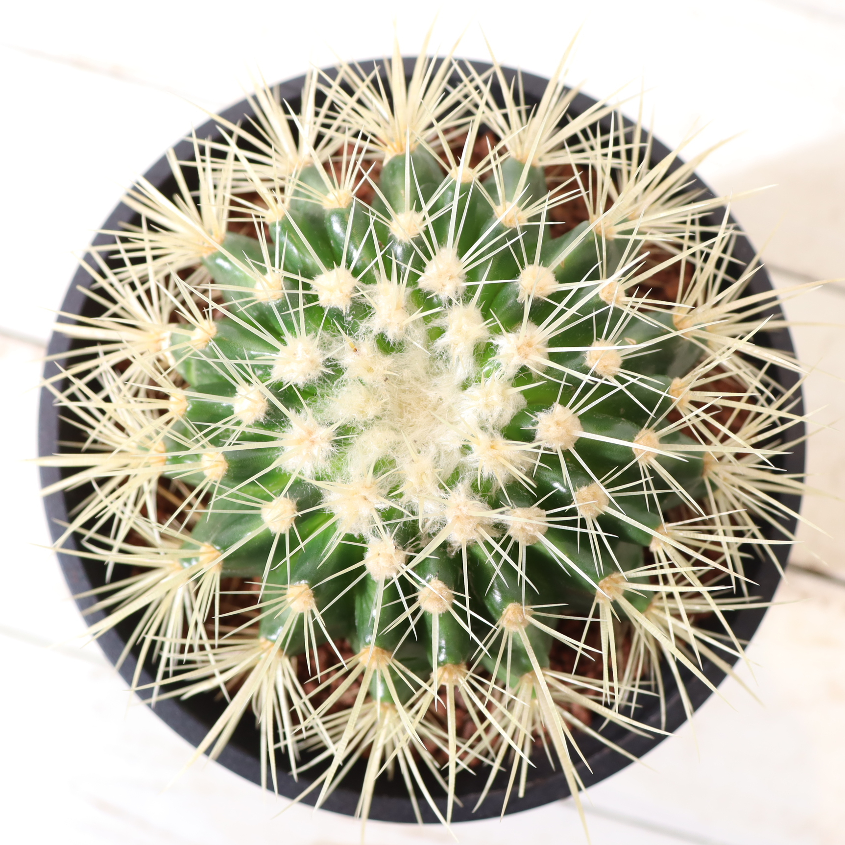 サボテン 金鯱（直径15㎝ポット） | To.r 植物店