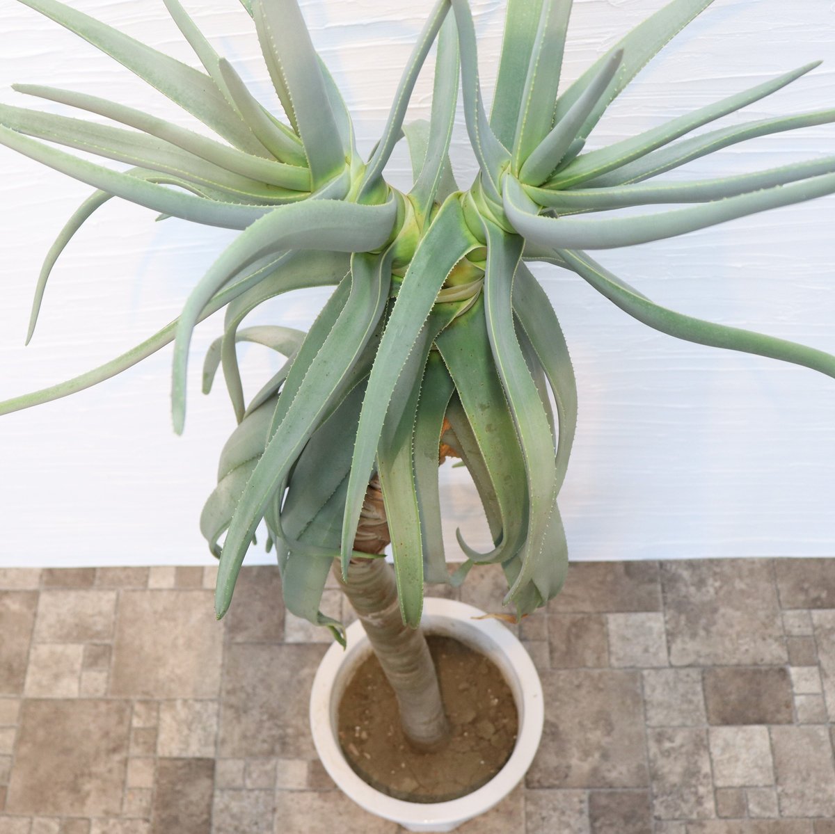 ②特大アロエ・ディコトマ 楽天市場】アロエ ディコトマの通販