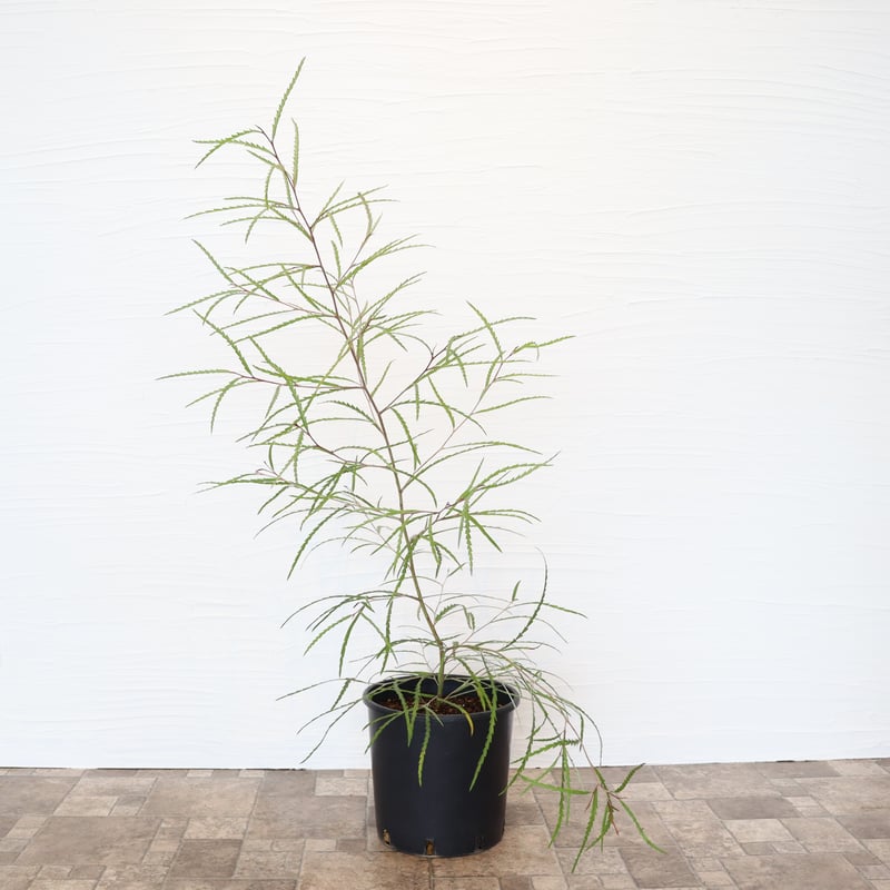 グレビレア ロンギフォリア | To.r 植物店 グレビレア ロンギフォリア | To.r 植物店
