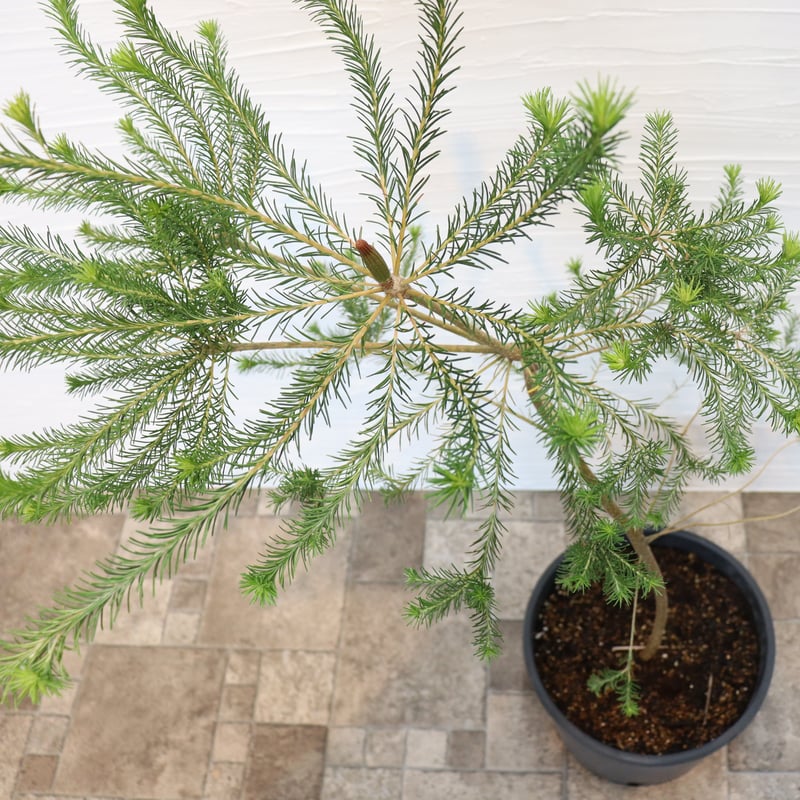 ヒース バンクシア | To.r 植物店