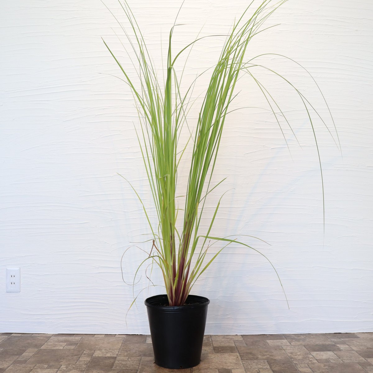 パンパスグラス ピンク | To.r 植物店