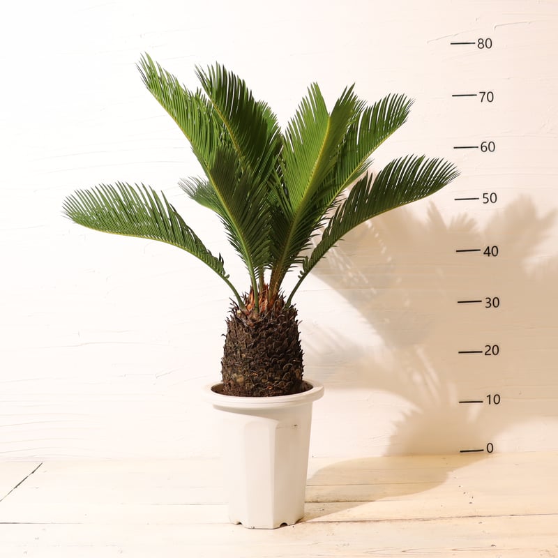 ソテツ | To.r 植物店