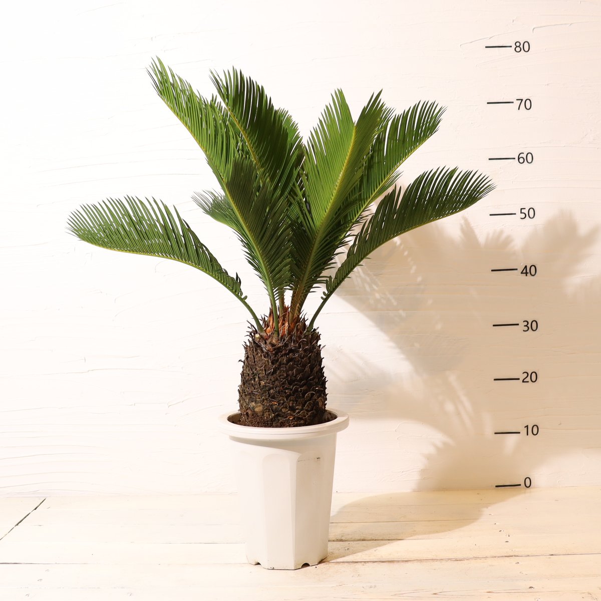 ソテツ 約60センチ ☆【庭が映える!!】美麗大型ソテツ約60cm