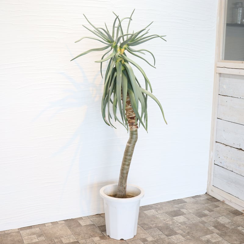 アロエ ディコトマ（二股） | To.r 植物店