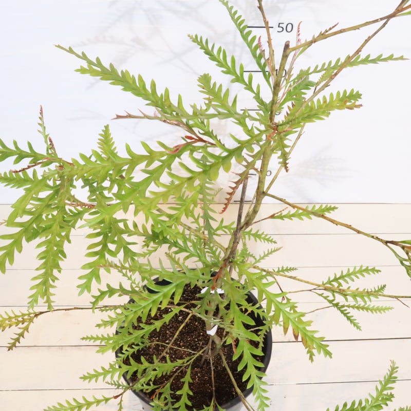 グレビレア・アイバンホー　切り枝1名様限定　・相談の上 グレビレア アイバンホー | To.r 植物店