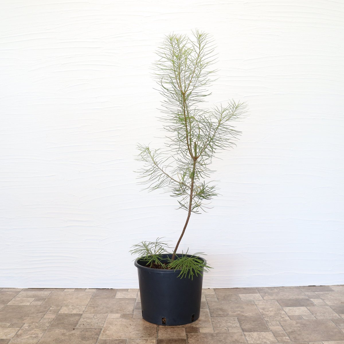 ヘアピン バンクシア | To.r 植物店