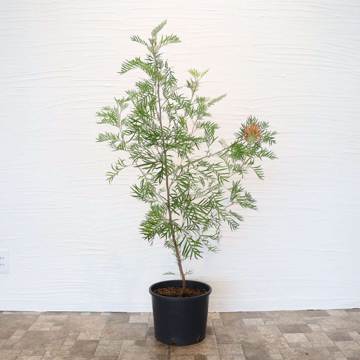 【現品】グレビレア・ココナッツアイス　グレビリア・ココナッツアイス　10号　３E 楽天市場】現品 グレビレア ココナッツアイス 7号セラアート鉢植え