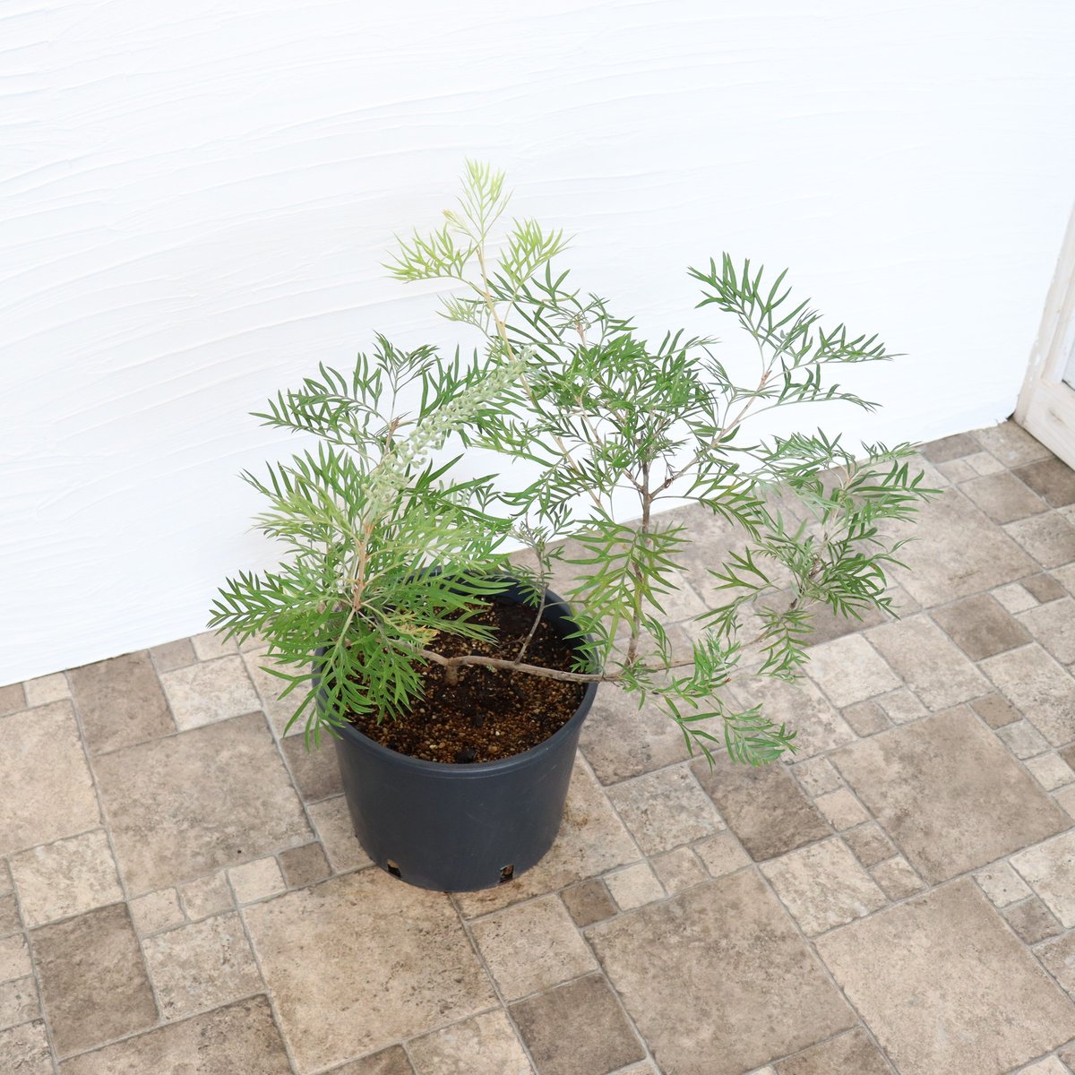 グレビレア ココナッツアイス | To.r 植物店