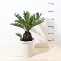 ソテツ | To.r 植物店