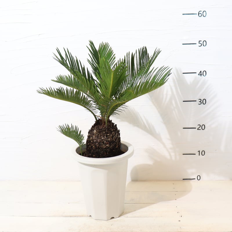 ソテツの確認用 ソテツ | To.r 植物店