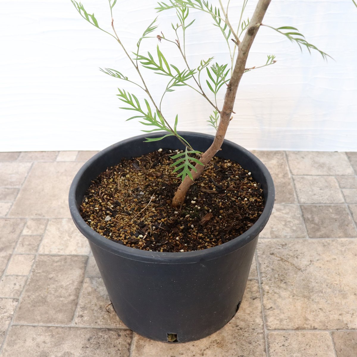 1点のみ入荷❗️ 【１１６cm◎】 希少　グレビレアココナッツアイス グレビレア ココナッツアイス | To.r 植物店