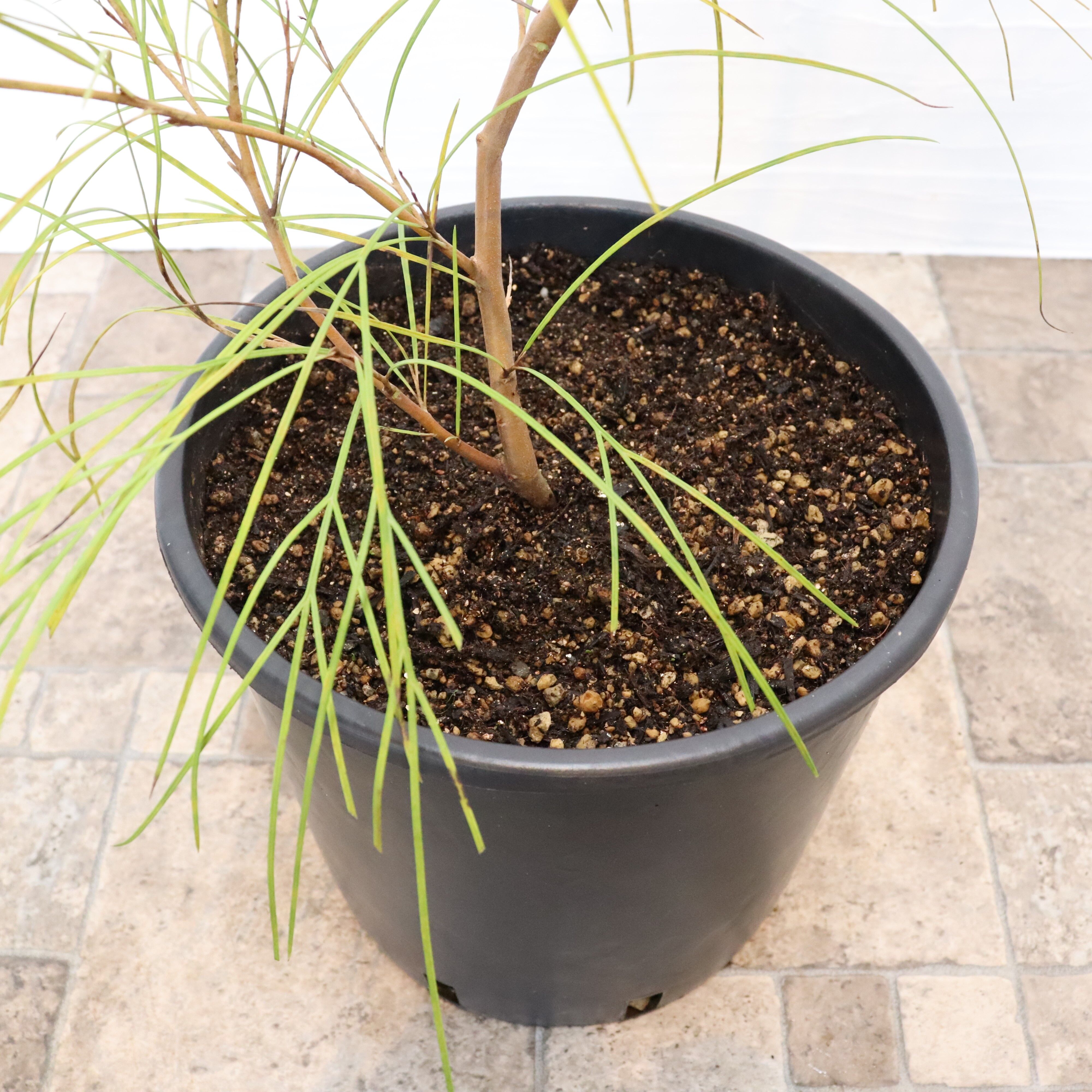 グレビレア ロンギスティーラエレガンス | To.r 植物店